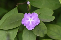 Brunfelsia pauciflora